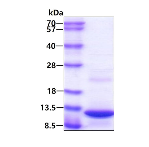 CXCL7 95 a.a Human - Product image 1