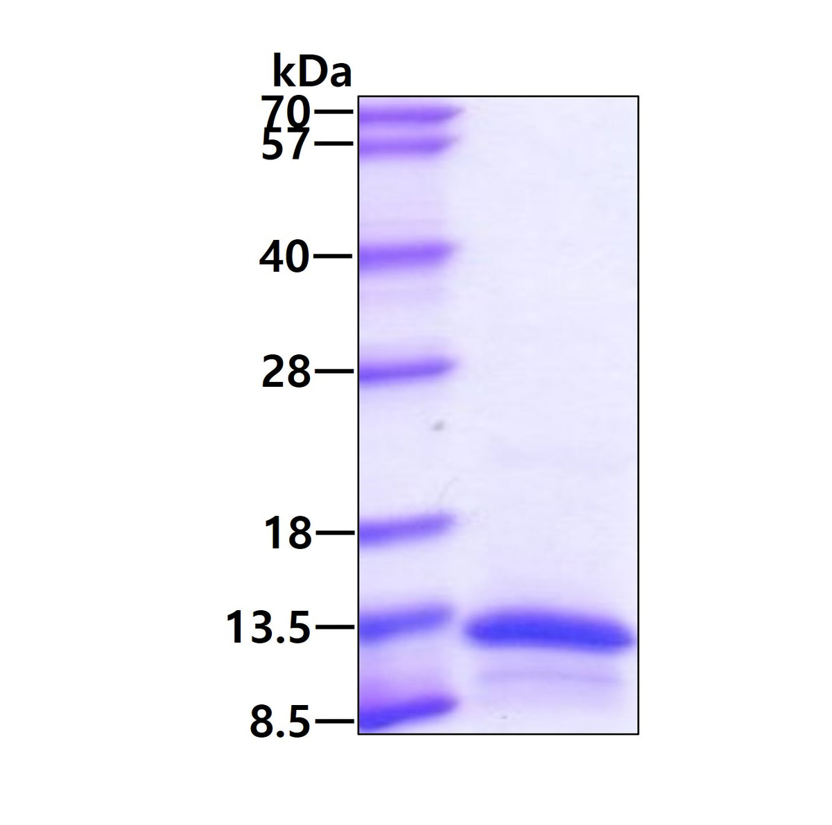 CCL19 Human, T7 - Product image 1