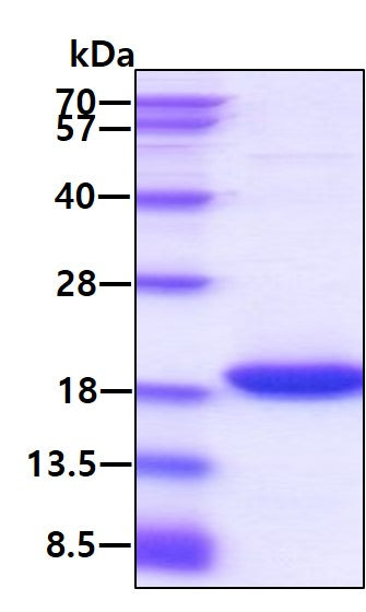 IL10 Human, Sf9 - Product image 1