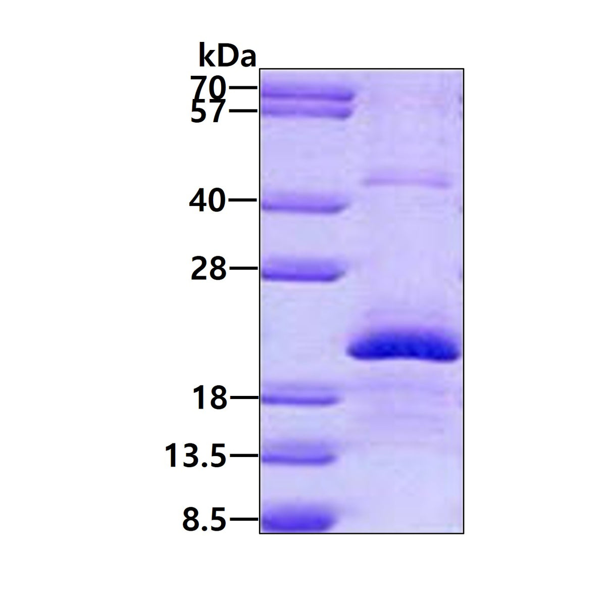 EDN2 Human - Product image 1