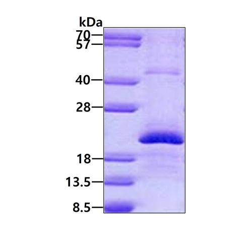 EDN2 Human - Product image 1