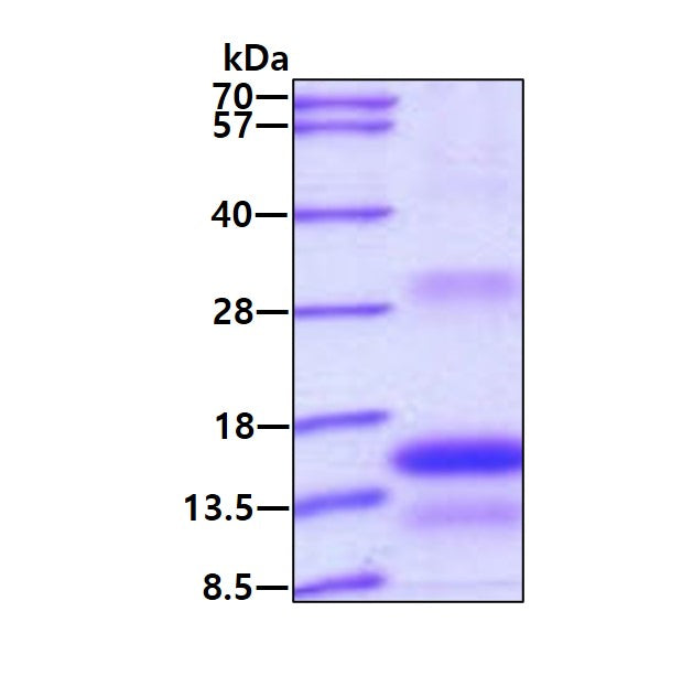 TSHB Human - Product image 1