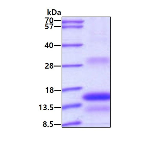 TSHB Human - Product image 1