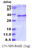 EDN3 Human - Product image 1