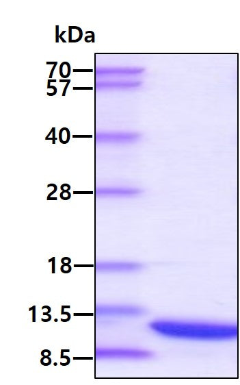 CCL22 HUMAN, HIS-SDS-PAGE - Product image 1