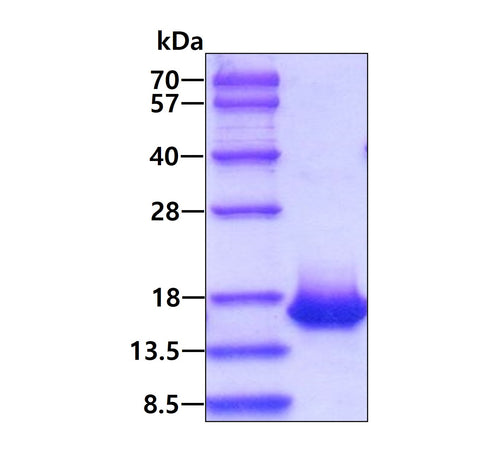 IL 4 Human, His - Product image 1