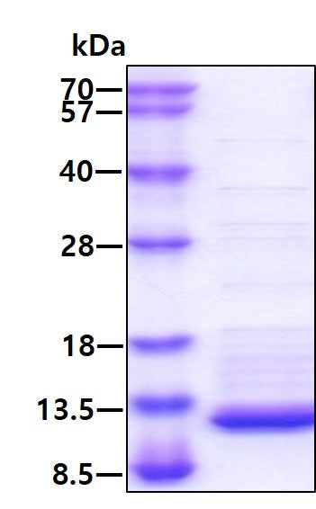 CX3CL1 Human, His-SDS-PAGE - Product image 1