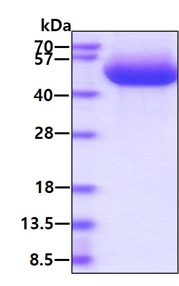 CX3CL1 Human, Sf9-SDS-PAGE - Product image 1