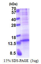 CXCL13 Human, His-SDS-PAGE - Product image 1