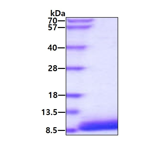 EGF Mouse, His-SDS-PAGE - Product image 1