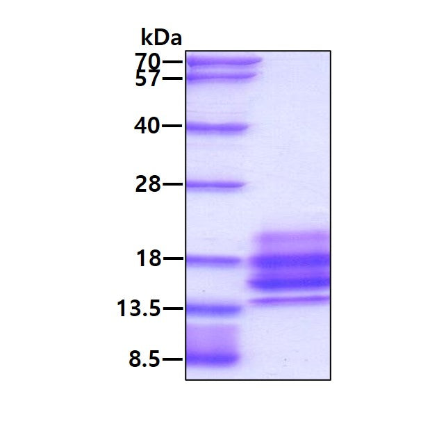 GDF10 Human - Product image 1