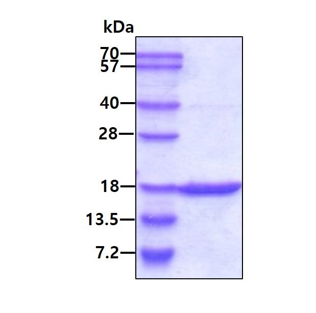 GMFG Human-SDS-PAGE - Product image 1