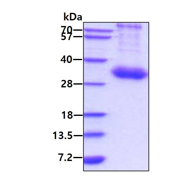 IL10RA Human - Product image 1