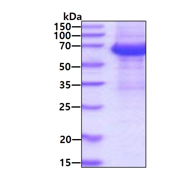 IL12RB1 Human, Sf9 - Product image 1
