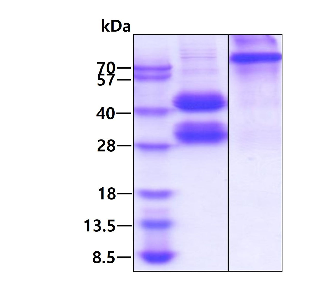 IL12 Human, His - Product image 1