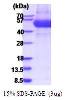 IL13RA1 Human - Product image 1