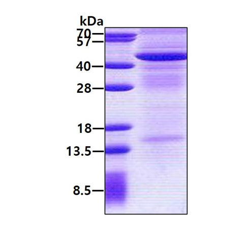 IL13RA2 Human - Product image 1