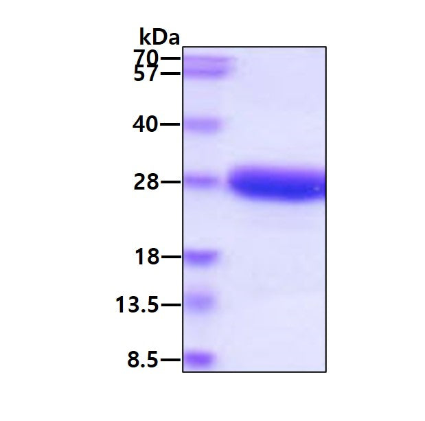 IL6 Canine - Product image 1