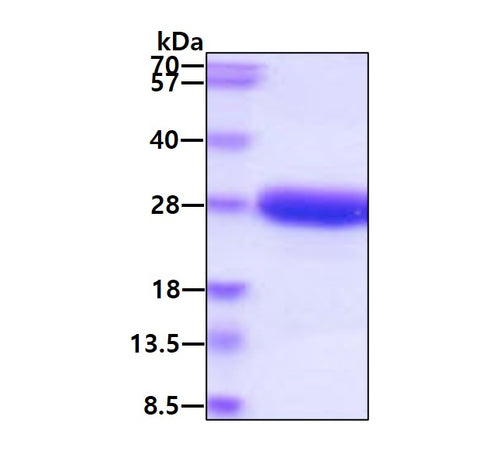 IL6 Canine - Product image 1
