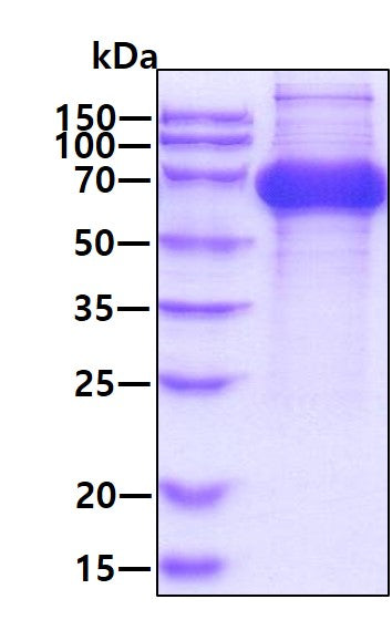 IL7R Human - Product image 1