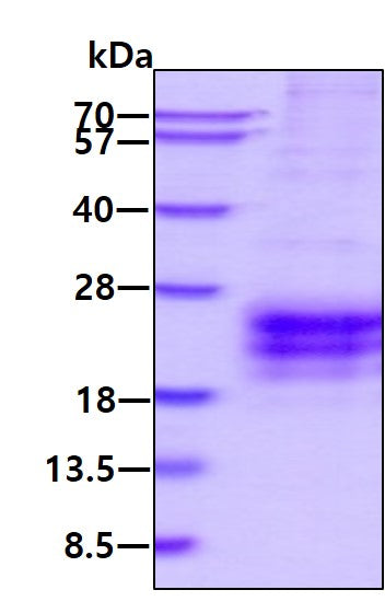 IL9 Human, Sf9 Active - Product image 1