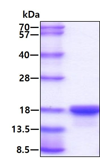 IL 3 Human, His - Product image 1