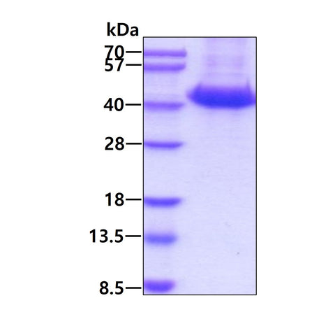 IL 3 RA Human - Product image 1