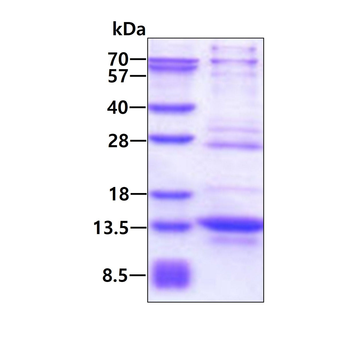 IRF5 Human - Product image 1