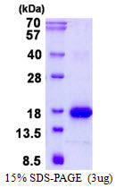 LGALS1 Mouse-SDS-PAGE - Product image 1