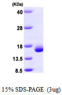 LGALS2 Human-SDS-PAGE - Product image 1