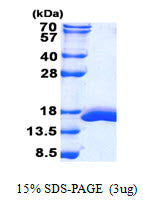 LGALS2 Mouse-SDS-PAGE - Product image 1