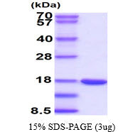 LGALS7 Mouse-SDS-PAGE - Product image 1