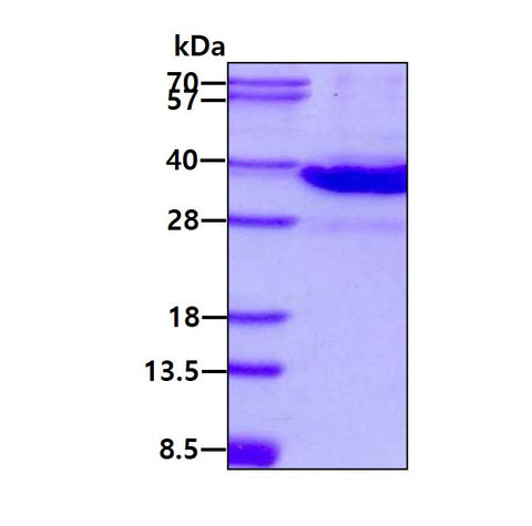 LGALS8 Mouse-SDS-PAGE - Product image 1