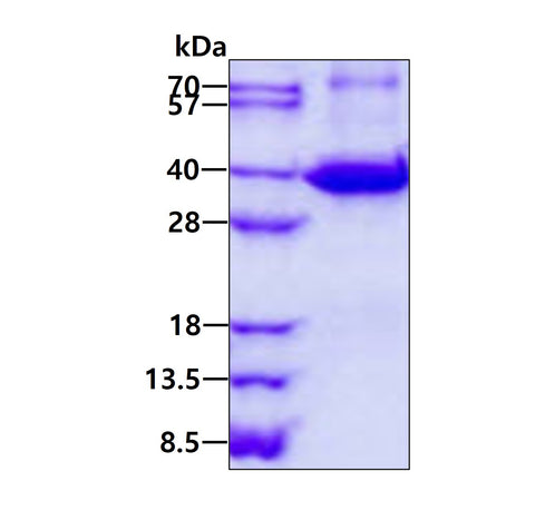 LGALS9 Mouse-SDS-PAGE - Product image 1