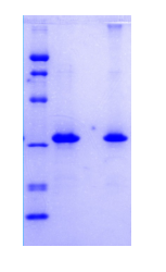 EBV EBNA1 - Product image 1