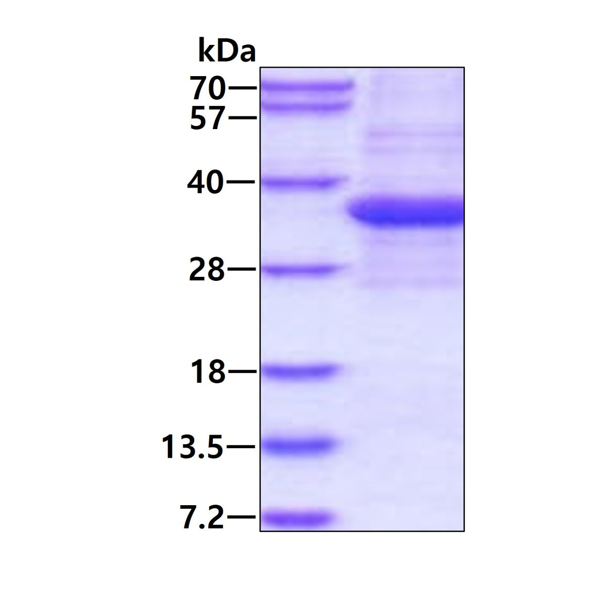 PHB Human - Product image 1