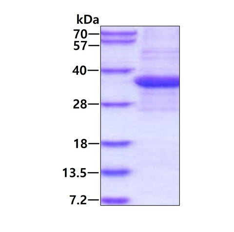 PHB Human - Product image 1