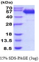 LGMN Mouse sds-page - Product image 1