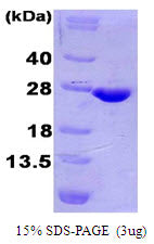 4-1BBL-His-sds-page - Product image 1