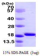 AIF1-sds-page - Product image 1