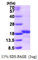 AIF1L-sds-page - Product image 1