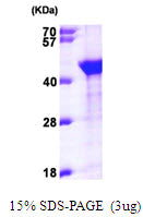 AIMP1 Human-sds-page - Product image 1
