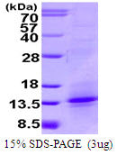 AITRL-sds-page - Product image 1