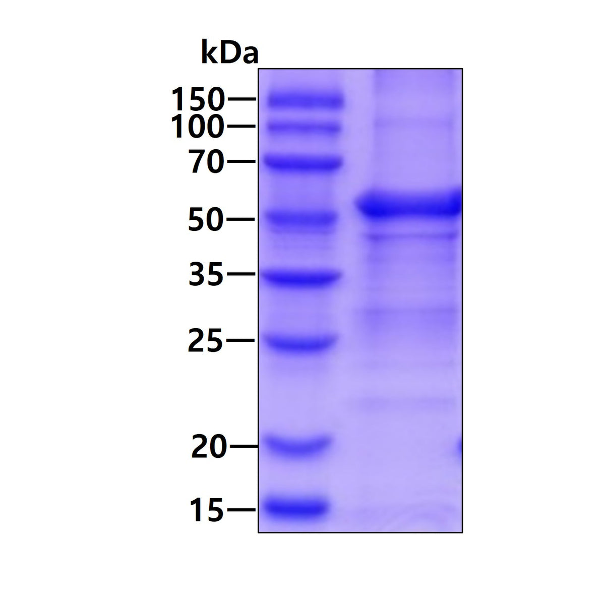 ANGPT1-sds-page - Product image 1