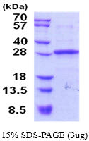 ANGPTL3-sds-page - Product image 1