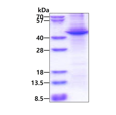 APOA5-sds-page - Product image 1