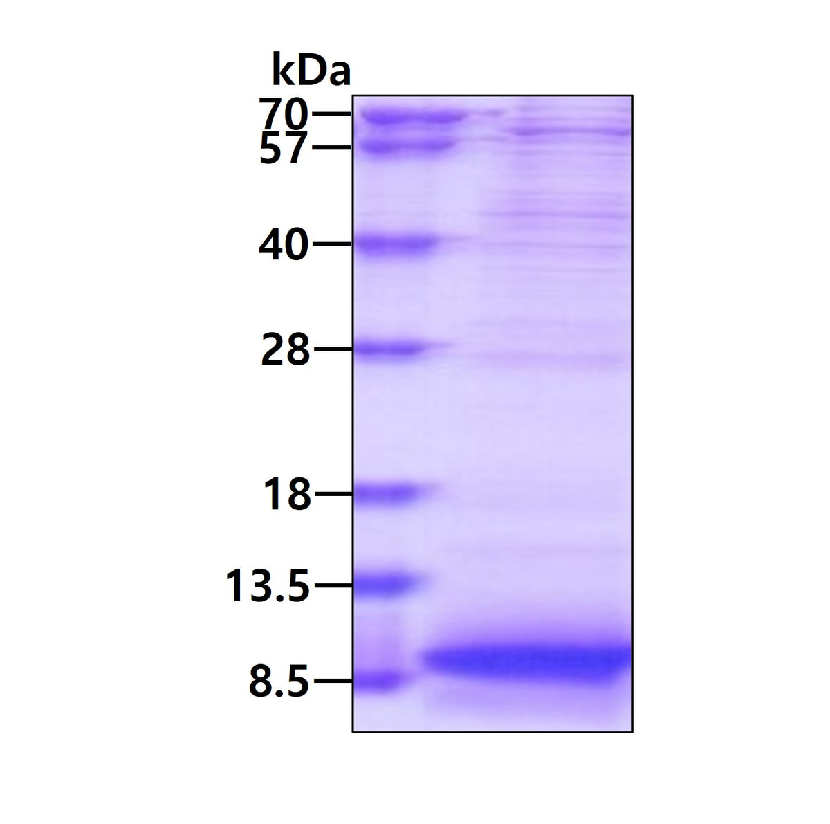 APOC1-sds-page - Product image 1