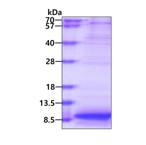 APOC1-sds-page - Product image 1