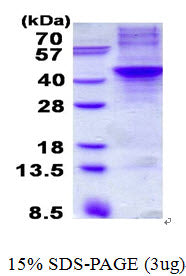 APOH-sds-page - Product image 1