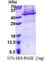 APOL4-sds-page - Product image 1